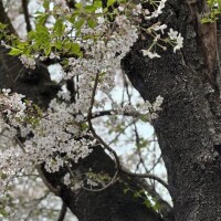 葉桜が綺麗✨