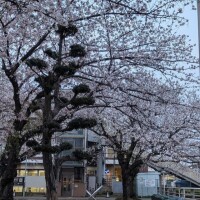 お散歩🐾‪𓏸𓈒(ง ˙˘˙ )ว