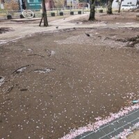 散りゆく桜🌸