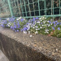 御礼日記＊Nsmrさま