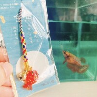💛本指Tさんへ💛
