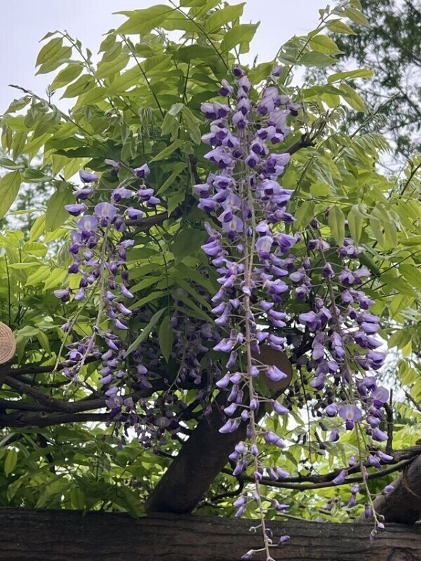藤の花