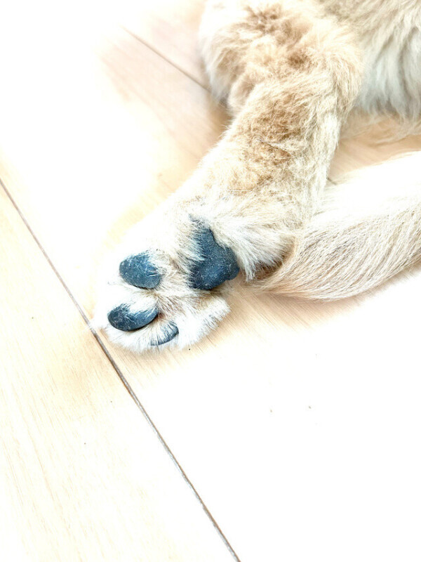 サンキューです！