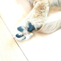 サンキューです！