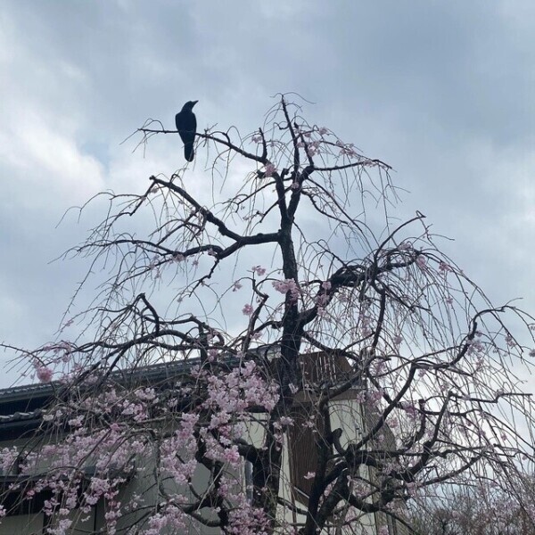 カラス🕊️
