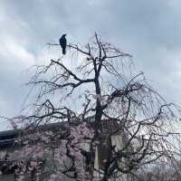 カラス🕊️
