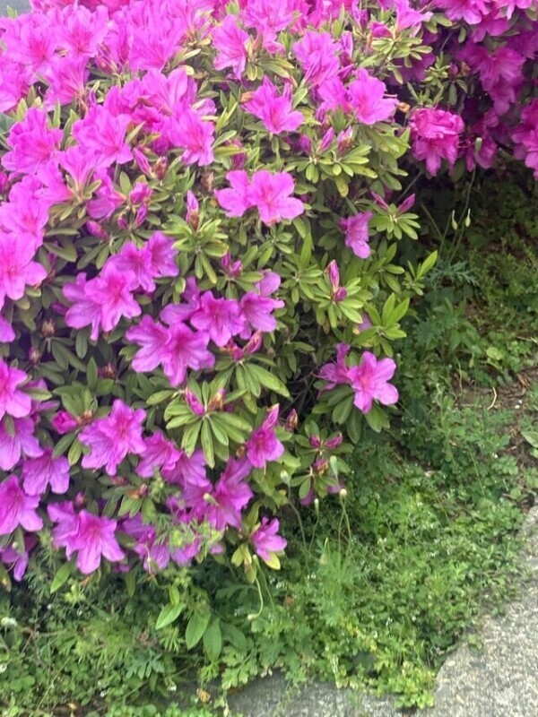何この花？