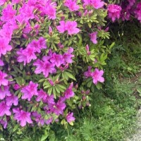 何この花？