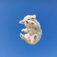 ちはや