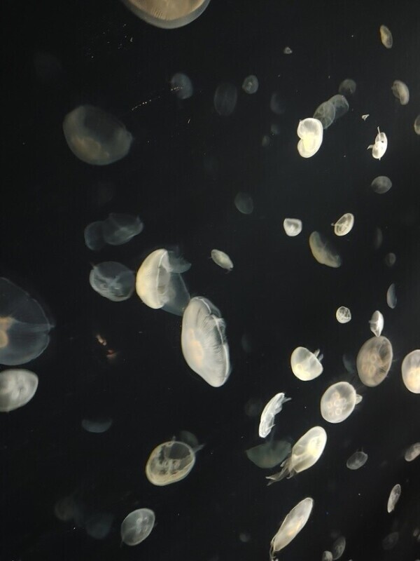 海月