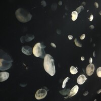 ちひろ