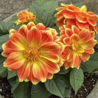 🌸4月もありがとうございました🌸