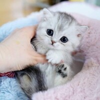 あけみ