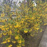 出勤しました