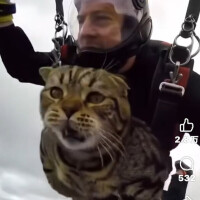 空飛ぶ猫にゃ〜🐱ྀི