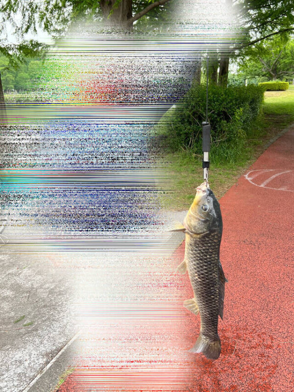 4.3㌔のコイ(◉▽◉         )3
