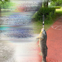 4.3㌔のコイ(◉▽◉         )3