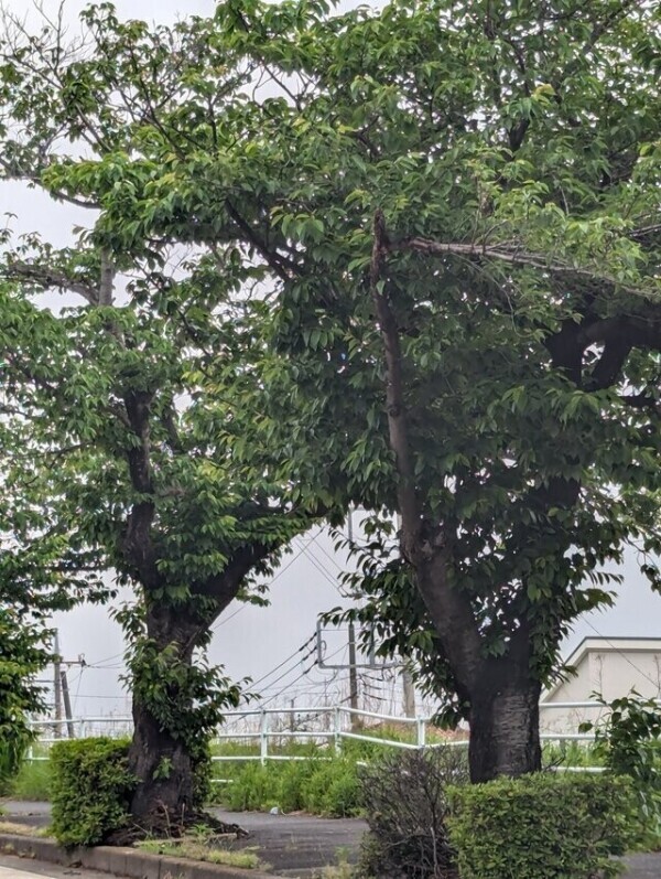 ポキ🌳