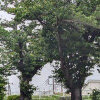 ポキ🌳
