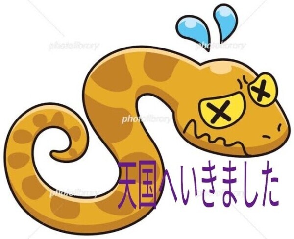 初生ヘビ🐍