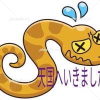 初生ヘビ🐍