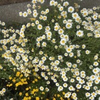 出勤致しました