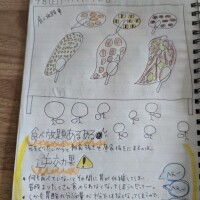 6/7ヴァイキングの日🚢