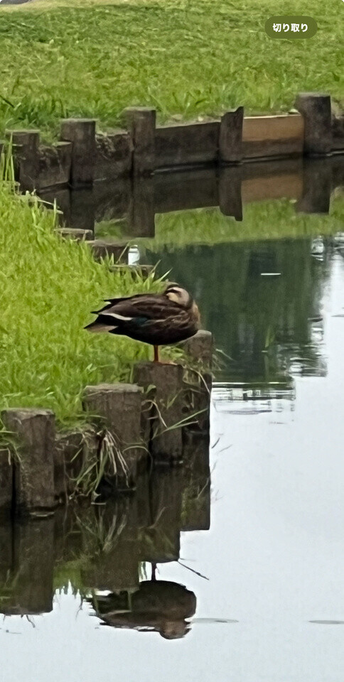 カモ〜ン🦆