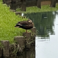 カモ〜ン🦆