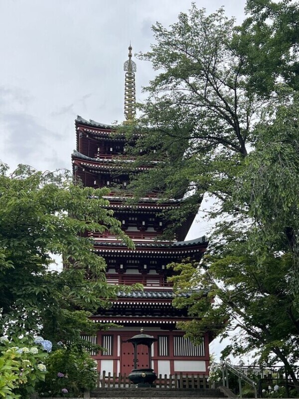 ͛💠37年振りにあじさい寺(本土寺)へ行ってきました💠