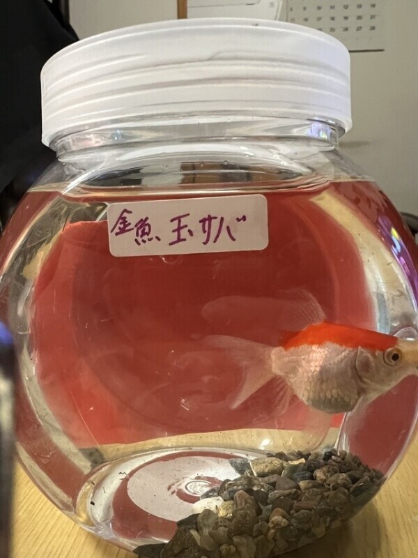 ぷっくりお腹が愛らしくて･･･