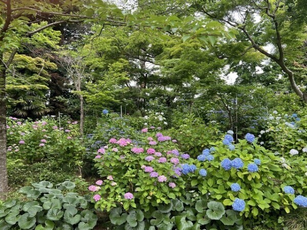 うちの紫陽花はまだ蕾もないのよ･･･☂﻿
