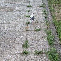鳩！