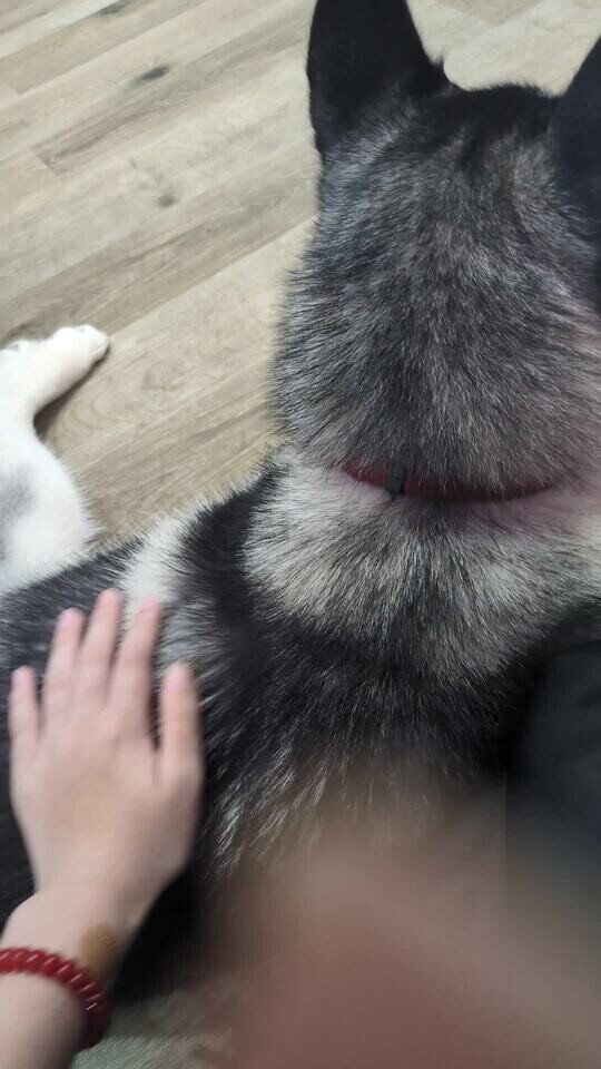 (´｡✪ω✪｡`)ﾜｧｧ!!