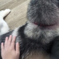 (´｡✪ω✪｡`)ﾜｧｧ!!