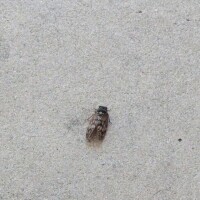 夏𓆦‪ෆ‪.*･ﾟ