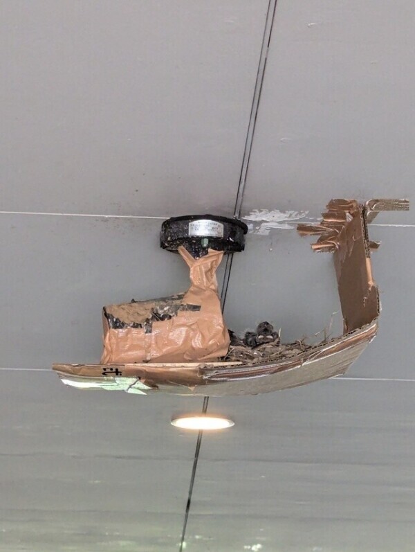 すずってる🐦