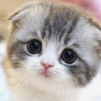 あけみ