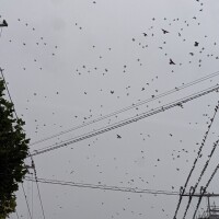 襲来🐦