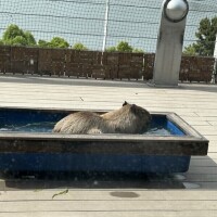 あき