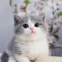 あけみ