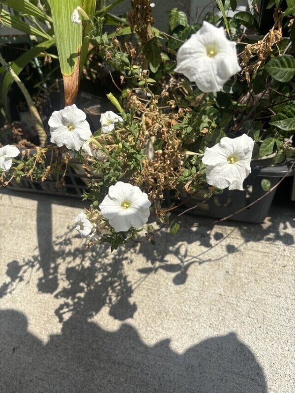 今日、秋っぽいですよね。