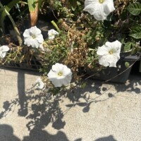 いちか