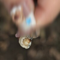 ミミズ虫🐛( &#039;-&#039; 🐛  )