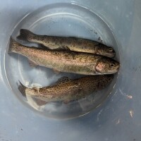 🐟︎🤍