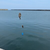 さびき🐟🐟🐟