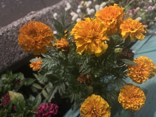 父子さんと、ちょっと進展