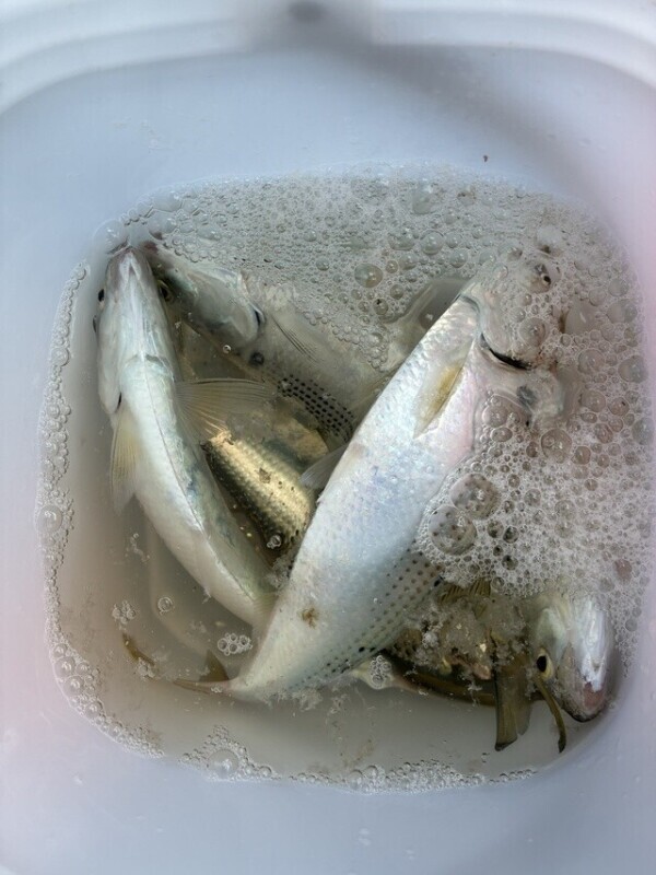 this white‎°･🐟