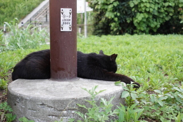 のんびりしてます