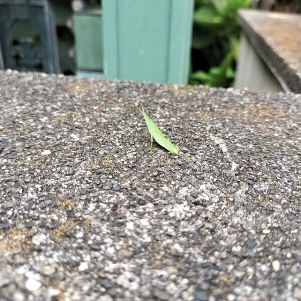 バッタさん！！